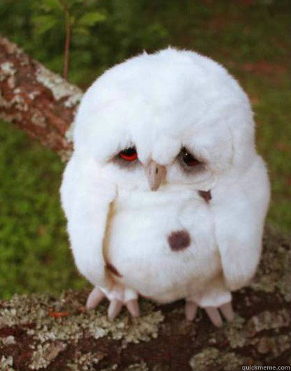    Depressed Owl