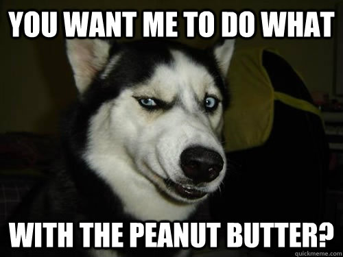 You want me to do what with the peanut butter? - You want me to do what with the peanut butter?  Judgemental Dog