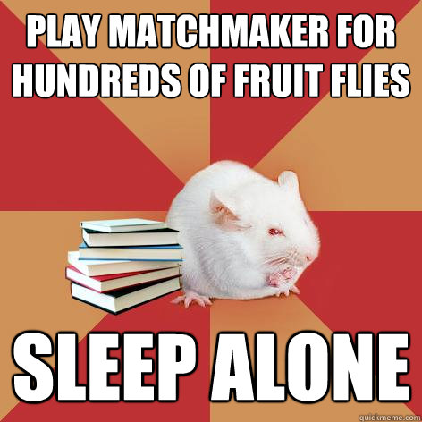 play matchmaker for hundreds of fruit flies sleep alone - play matchmaker for hundreds of fruit flies sleep alone  Science Major Mouse