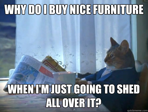 Why do I buy nice furniture When I'm just going to shed
all over it?  The One Percent Cat