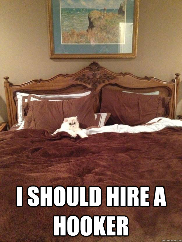 I should Hire a Hooker  Sophisticated Cat in Bed