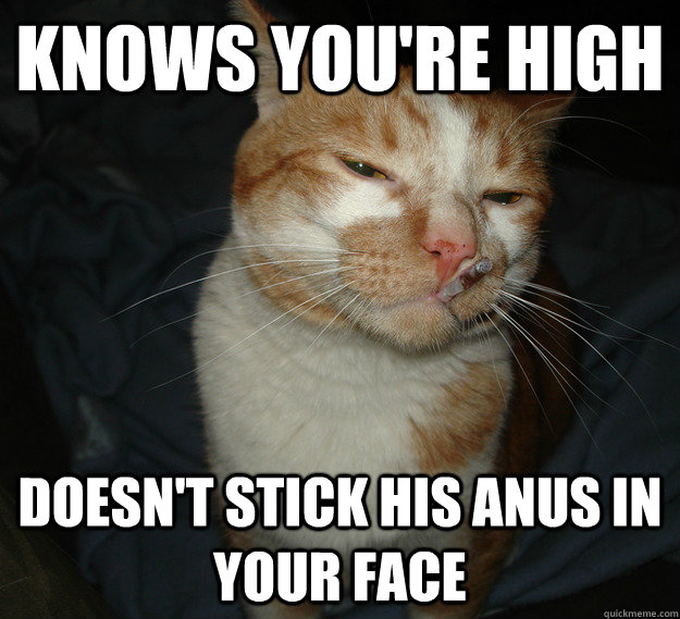 knows you're high doesn't stick his anus in your face  Good Guy Cat