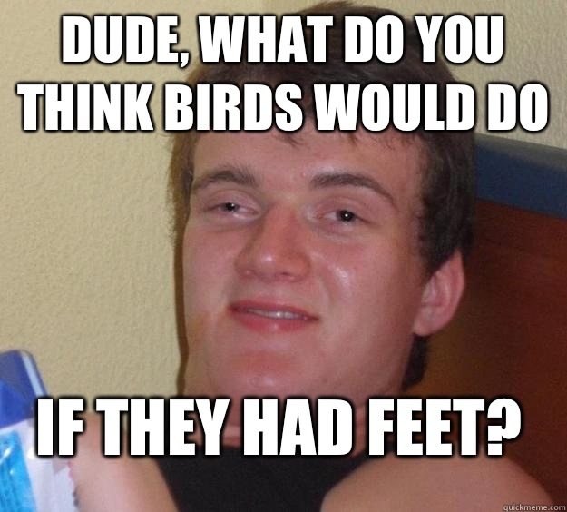 Dude, what do you think birds would do If they had feet?  10 Guy
