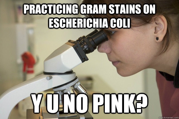 practicing gram stains on escherichia coli y u no pink? - practicing gram stains on escherichia coli y u no pink?  Biology Major Student