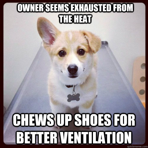 owner seems exhausted from the heat chews up shoes for better ventilation  Good Guy Dog