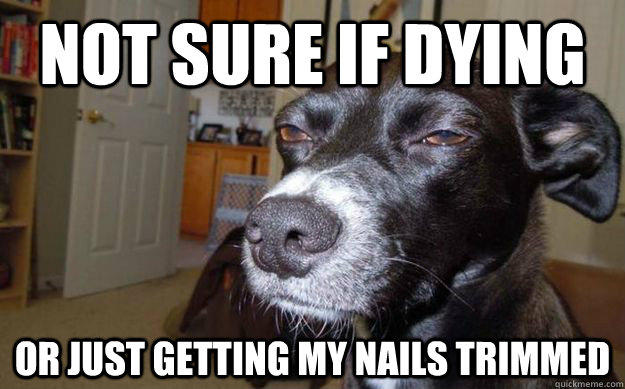 not sure if dying or just getting my nails trimmed  Skeptical Mutt