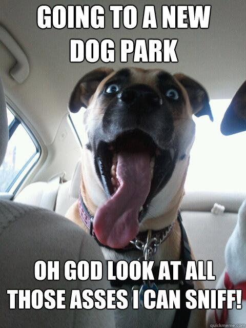 Going to a new dog park Oh god look at all those asses i can sniff!  