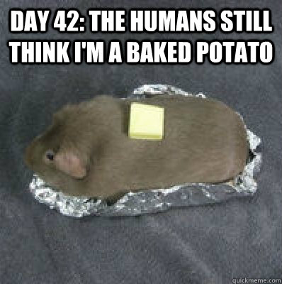 Day 42: The Humans still think I'm a baked potato   - Day 42: The Humans still think I'm a baked potato    Not A Baked Potato
