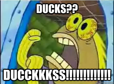 Ducks?? DUCCKKKSS!!!!!!!!!!!!! - Ducks?? DUCCKKKSS!!!!!!!!!!!!!  CHOCOLATE