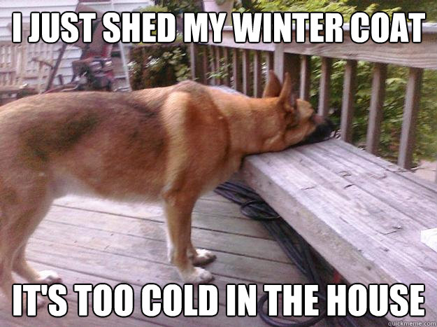 I just shed my winter coat It's too cold in the house  First World Dog problems