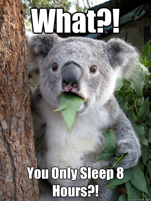 What?! You Only Sleep 8 Hours?! - What?! You Only Sleep 8 Hours?!  Surprised Koala