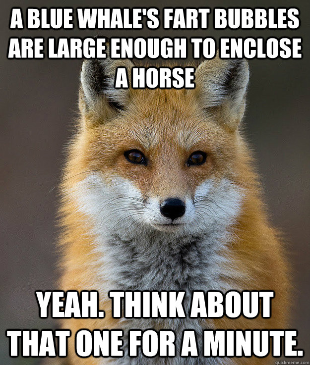 A blue whale's fart bubbles are large enough to enclose a horse Yeah. Think about that one for a minute. - A blue whale's fart bubbles are large enough to enclose a horse Yeah. Think about that one for a minute.  Fun Fact Fox