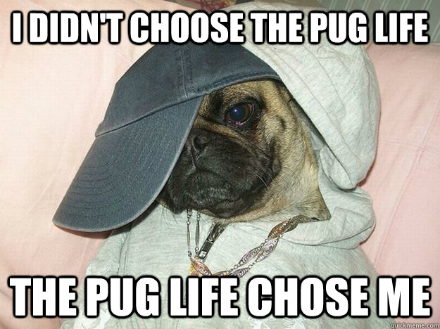 i didn't choose the pug life the pug life chose me  