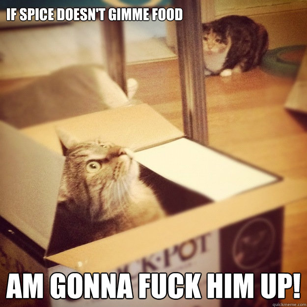 IF SPICE DOESN'T GIMME FOOD AM GONNA FUCK HIM UP!  Cats wife