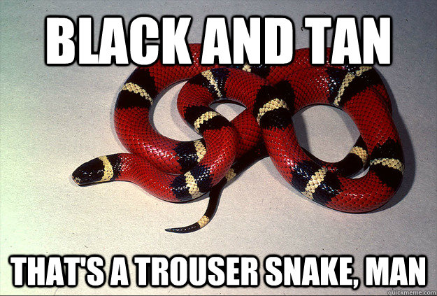 black and tan that's a trouser snake, man  