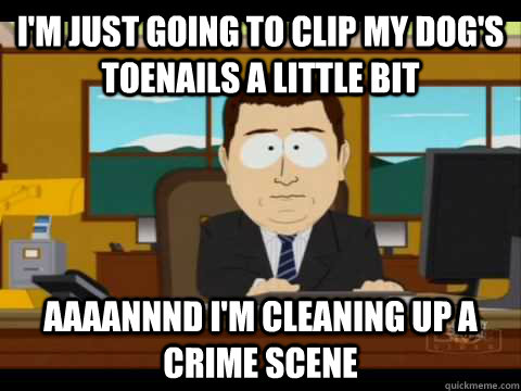 I'm just going to clip my dog's toenails a little bit Aaaannnd i'm cleaning up a crime scene  Aaand its gone