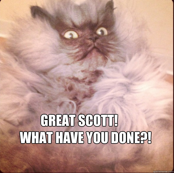 GREAT SCOTT!  WHAT HAVE YOU DONE?!  shocked cat