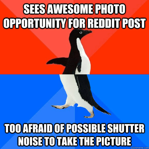 Sees awesome photo opportunity for reddit post Too afraid of possible shutter noise to take the picture  Socially Awesome Awkward Penguin