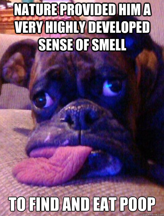 Nature provided him a very highly developed sense of smell to find and eat poop  Retard Dog