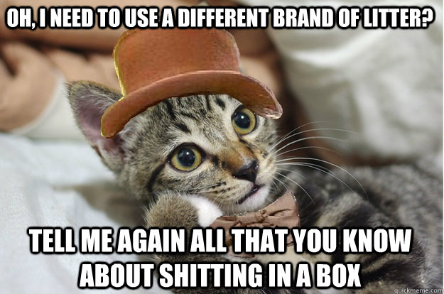 Oh, I need to use a different brand of litter? Tell me again all that you know about shitting in a box - Oh, I need to use a different brand of litter? Tell me again all that you know about shitting in a box  WonkaCat