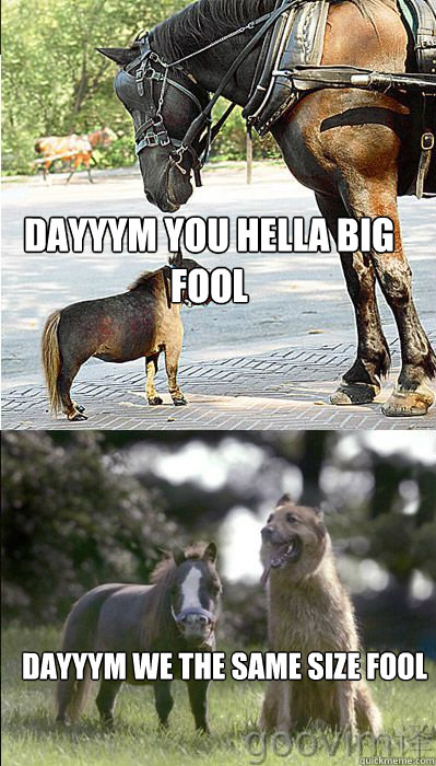 Dayyym you hella big fool Dayyym we the same size fool - Dayyym you hella big fool Dayyym we the same size fool  Minihorse