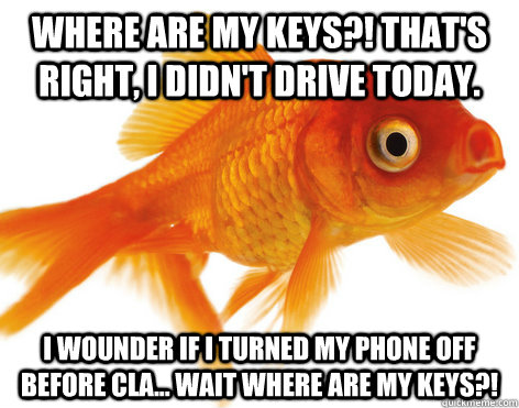 Where are my keys?! That's right, I didn't drive today. I wounder if I turned my phone off before cla... Wait where are my keys?! - Where are my keys?! That's right, I didn't drive today. I wounder if I turned my phone off before cla... Wait where are my keys?!  Forgetful Fish