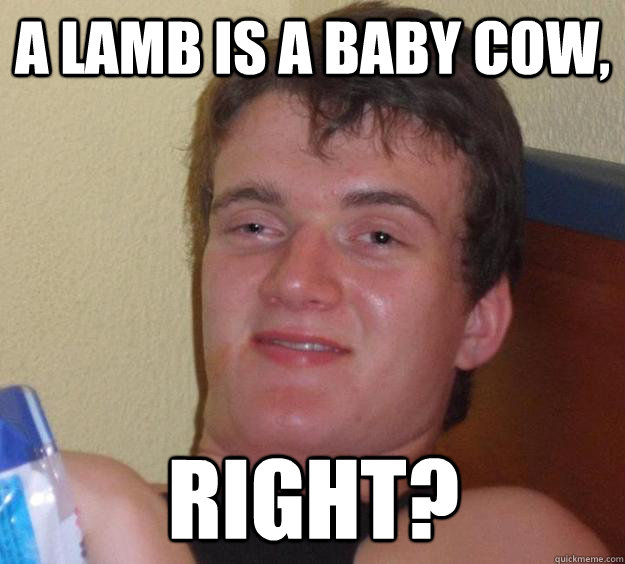 A lamb is a baby cow, Right?  10 Guy