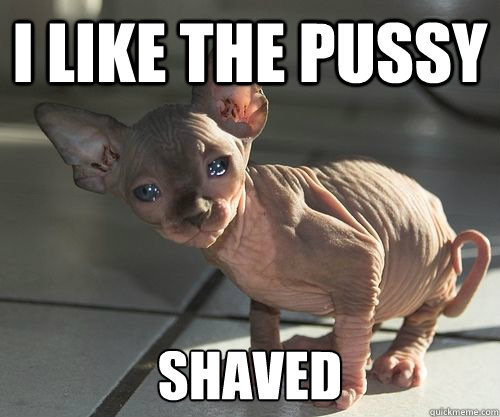 I like the pussy shaved - I like the pussy shaved  naked cat