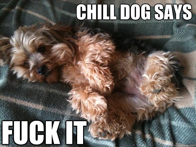 Chill dog says Fuck it  