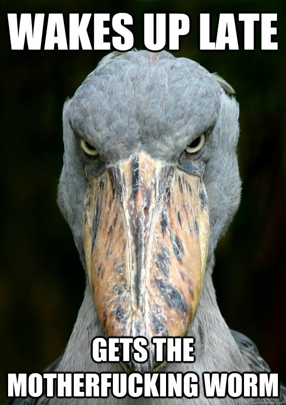 Wakes up late Gets the motherfucking worm - Wakes up late Gets the motherfucking worm  actually angry bird