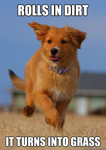 rolls in dirt it turns into grass  Ridiculously Photogenic Puppy