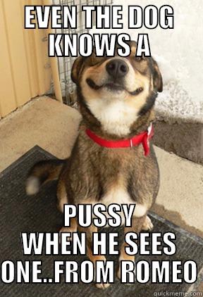 EVEN THE DOG KNOWS A PUSSY WHEN HE SEES ONE..FROM ROMEO Good Dog Greg