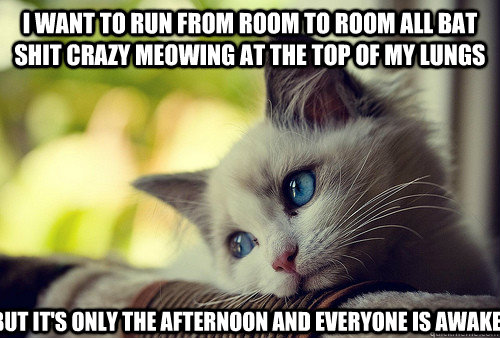 I want to run from room to room all bat shit crazy meowing at the top of my lungs  but it's only the afternoon and everyone is awake  First World Problems Cat