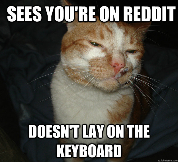Sees you're on reddit doesn't lay on the keyboard  Cool Cat Craig