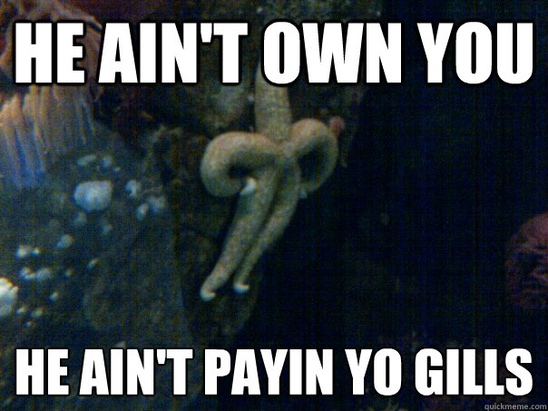 HE AIN'T OWN YOU HE AIN'T PAYIN YO GILLS
 - HE AIN'T OWN YOU HE AIN'T PAYIN YO GILLS
  Sassy Starfish