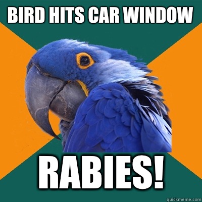 Bird hits car window Rabies!  Paranoid Parrot