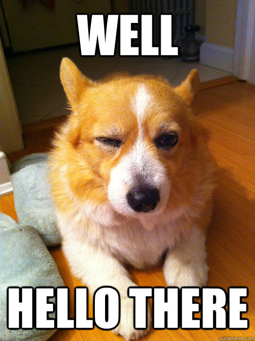 well hello there - well hello there  Corgi Come Hither Wink