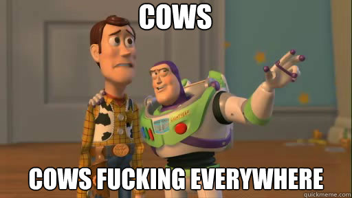 Cows Cows fucking everywhere   Everywhere