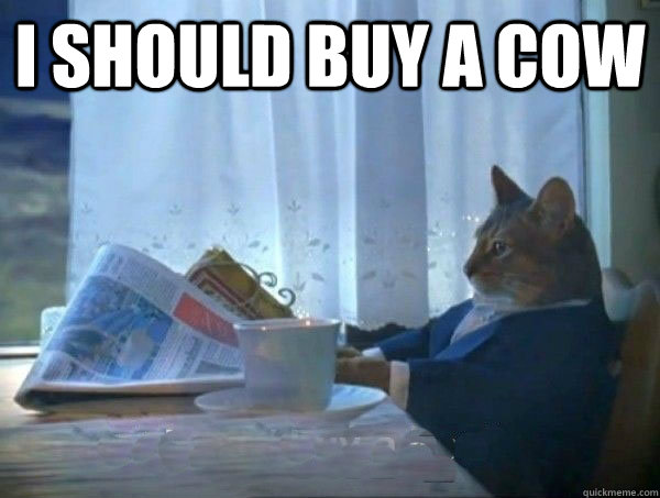 I should buy a cow  - I should buy a cow   morning realization newspaper cat meme