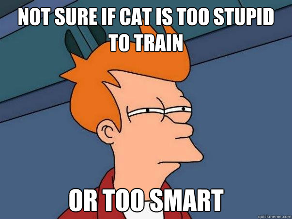 Not sure if cat is too stupid to train Or too smart    Not sure Fry