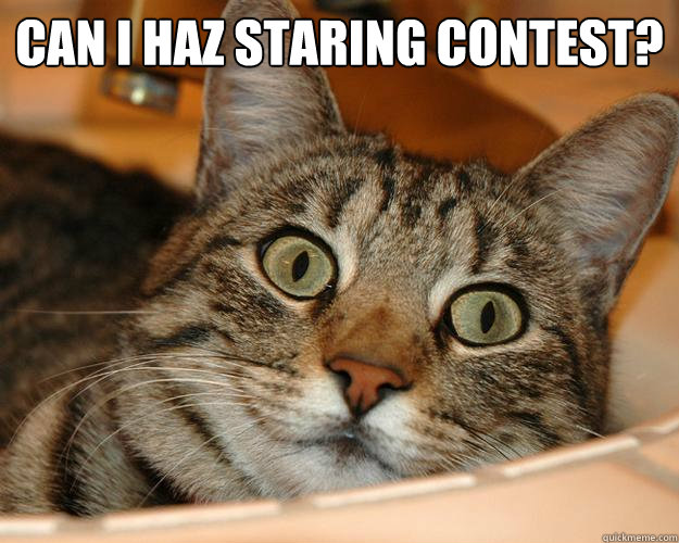 can i haz staring contest?  - can i haz staring contest?   LOLCat