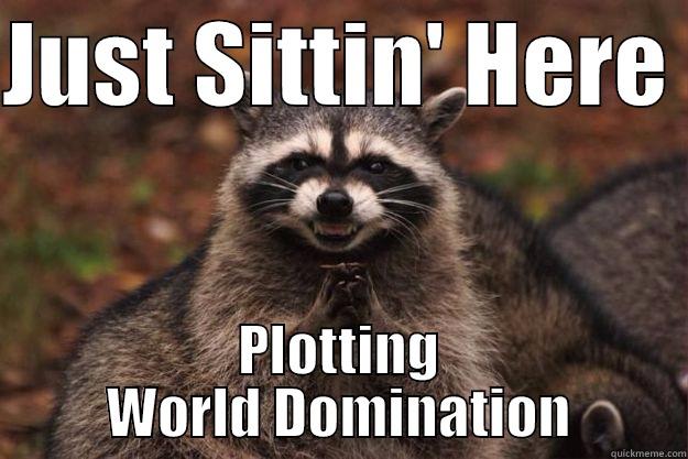 Just sittin' here - JUST SITTIN' HERE  PLOTTING WORLD DOMINATION Evil Plotting Raccoon