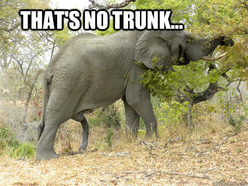 That's no trunk...  TIL elephant