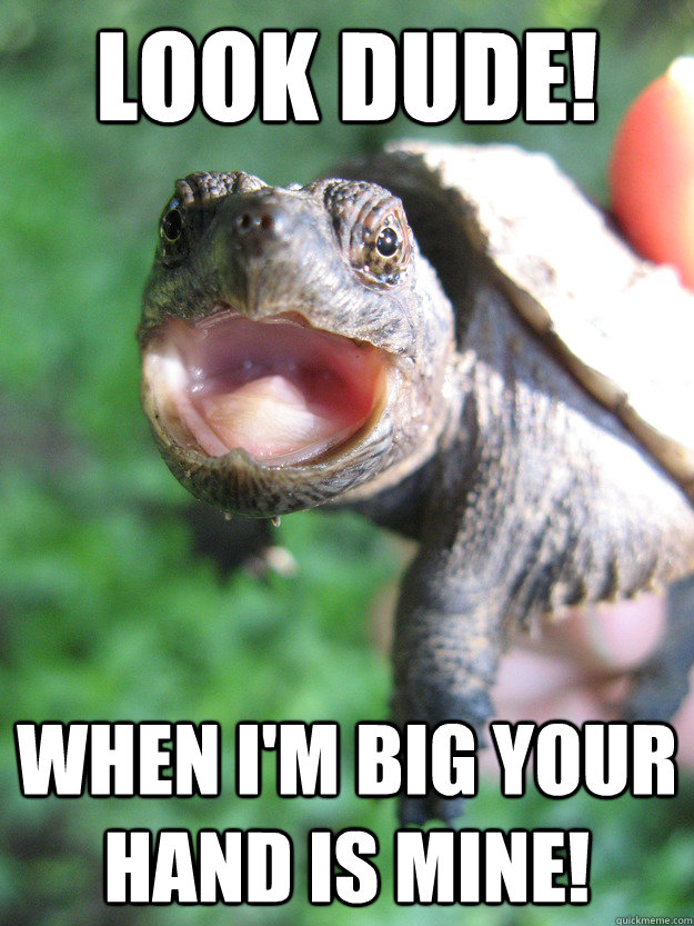 Look Dude! When I'm big your hand is mine! - Look Dude! When I'm big your hand is mine!  Angry Turtle