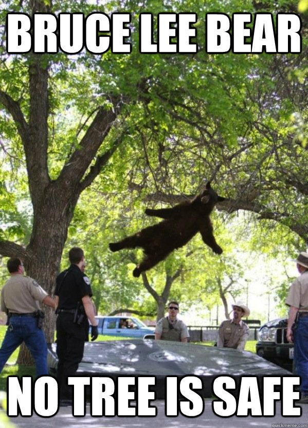 bruce lee bear no tree is safe  