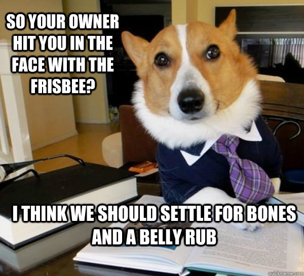 SO your owner hit you in the face with the frisbee? I think we should settle for bones and a belly rub  Lawyer Dog