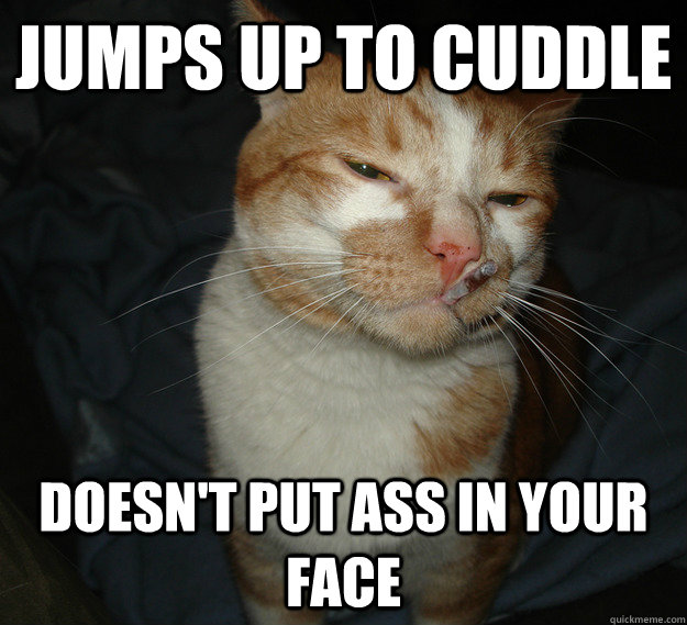 Jumps up to cuddle Doesn't put ass in your face  Cool Cat Craig
