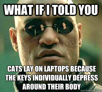 What if I told you cats lay on laptops because the keys individually depress around their body  What if I told you