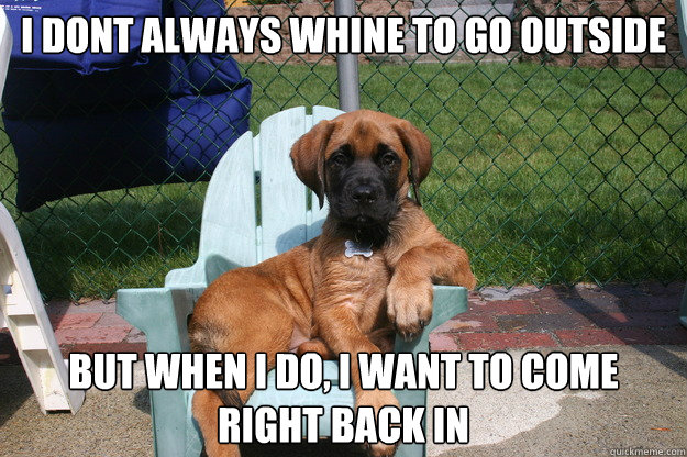 i dont always whine to go outside but when i do, i want to come right back in - i dont always whine to go outside but when i do, i want to come right back in  The Most Interesting Dog in the World