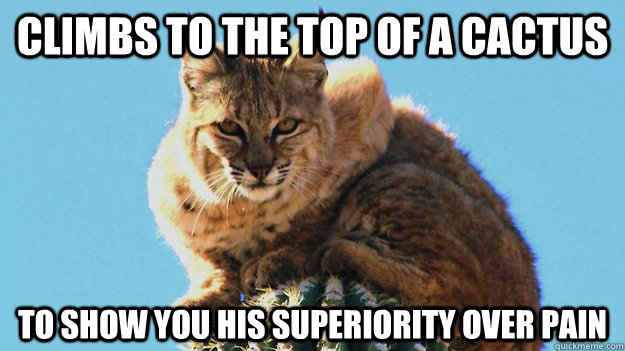 Climbs to the top of a cactus To show you his superiority over pain  
